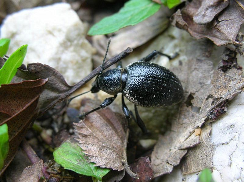 Una gitarella all''Altopiano di Caradeghe (Bs)